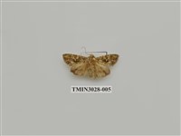 藏品(夜蛾683)的圖片